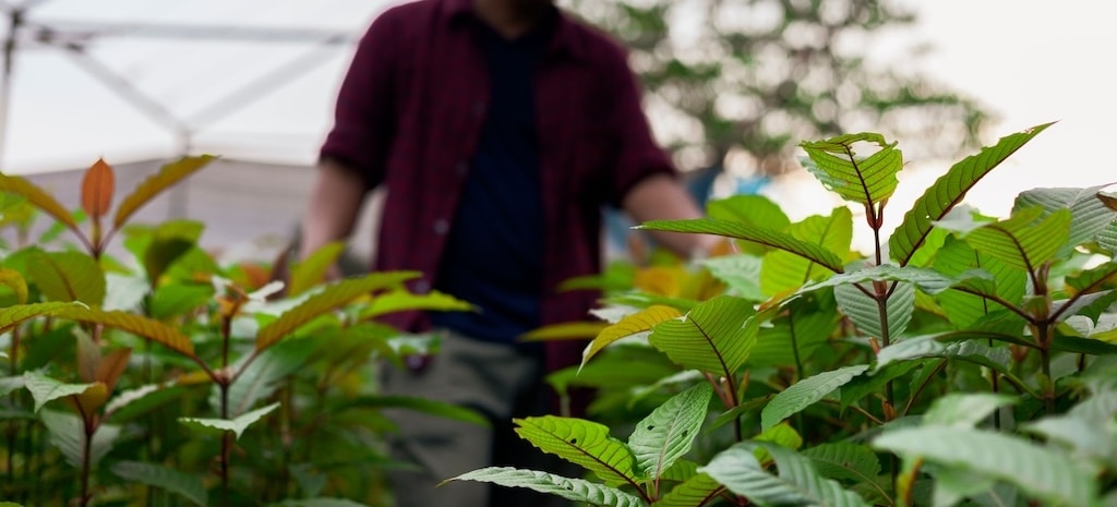 Kratom leaves grown in nurseries with gardener walking in the background.